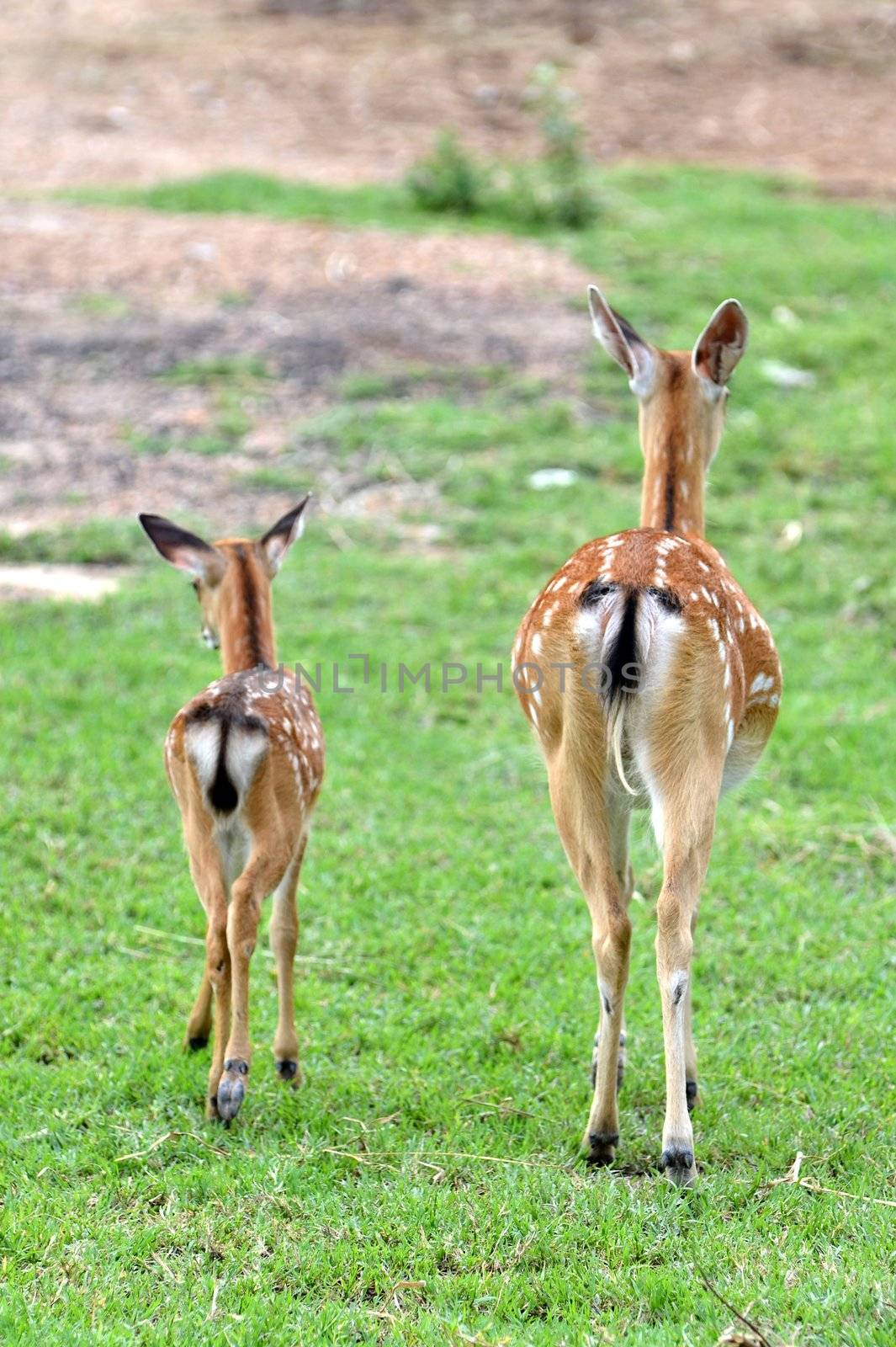 young sika deer and their mother