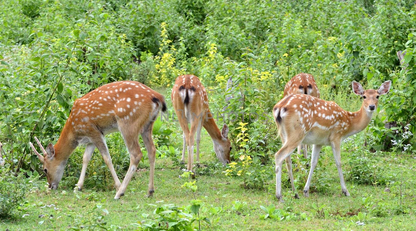 sika deer herd forage near the forest