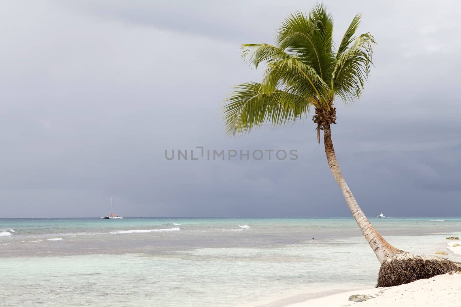 Palm tree on the tropical beach with ocean in the background