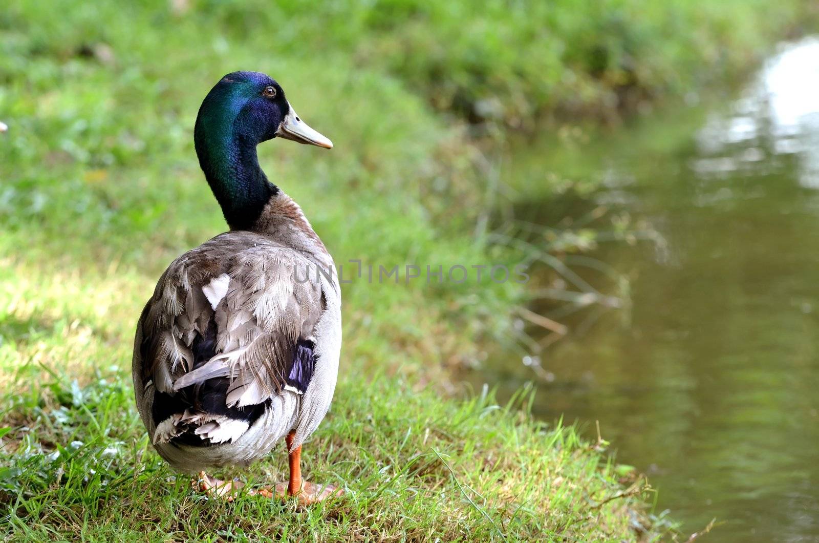 mallard duck  by anankkml