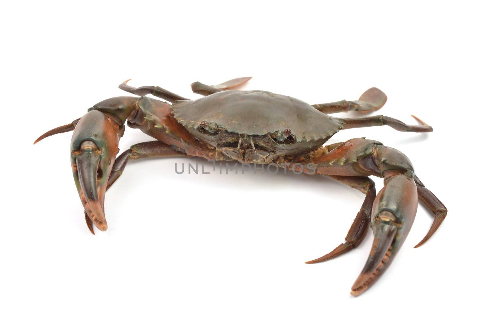 crab isolated on white background