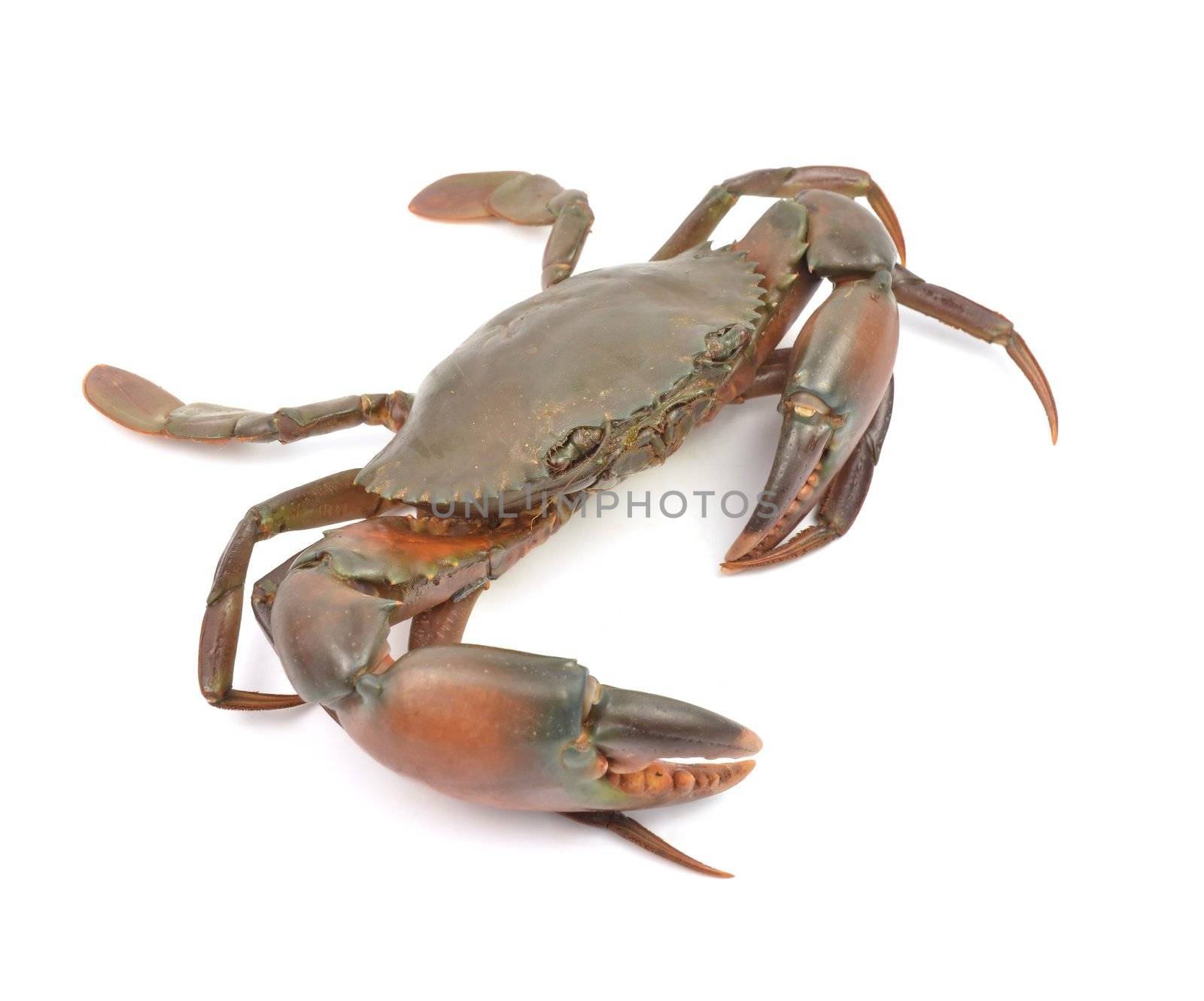 crab isolated on white background