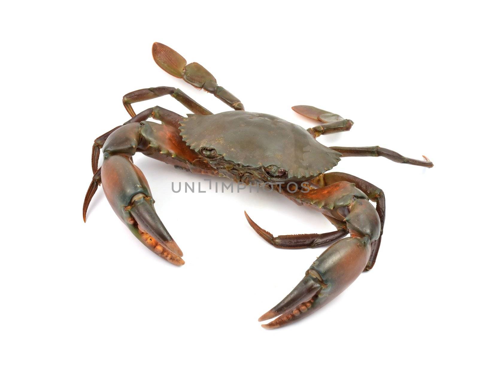 crab isolated on white background