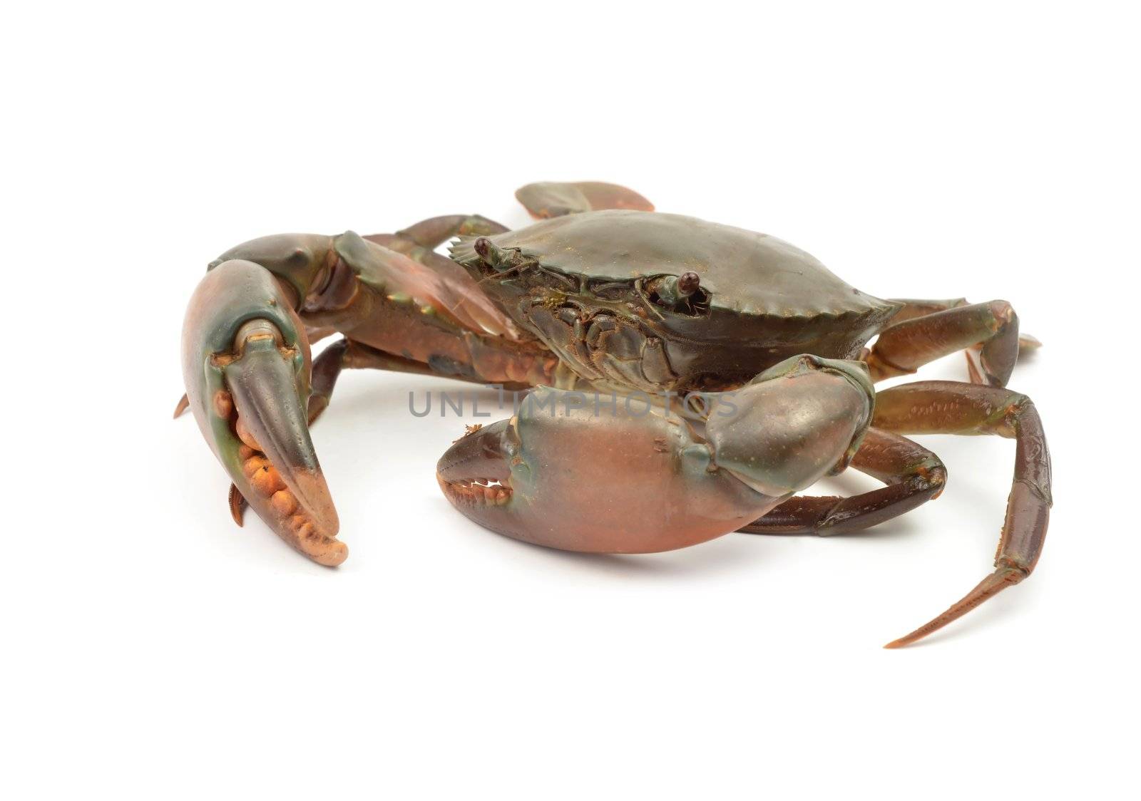 crab isolated on white background