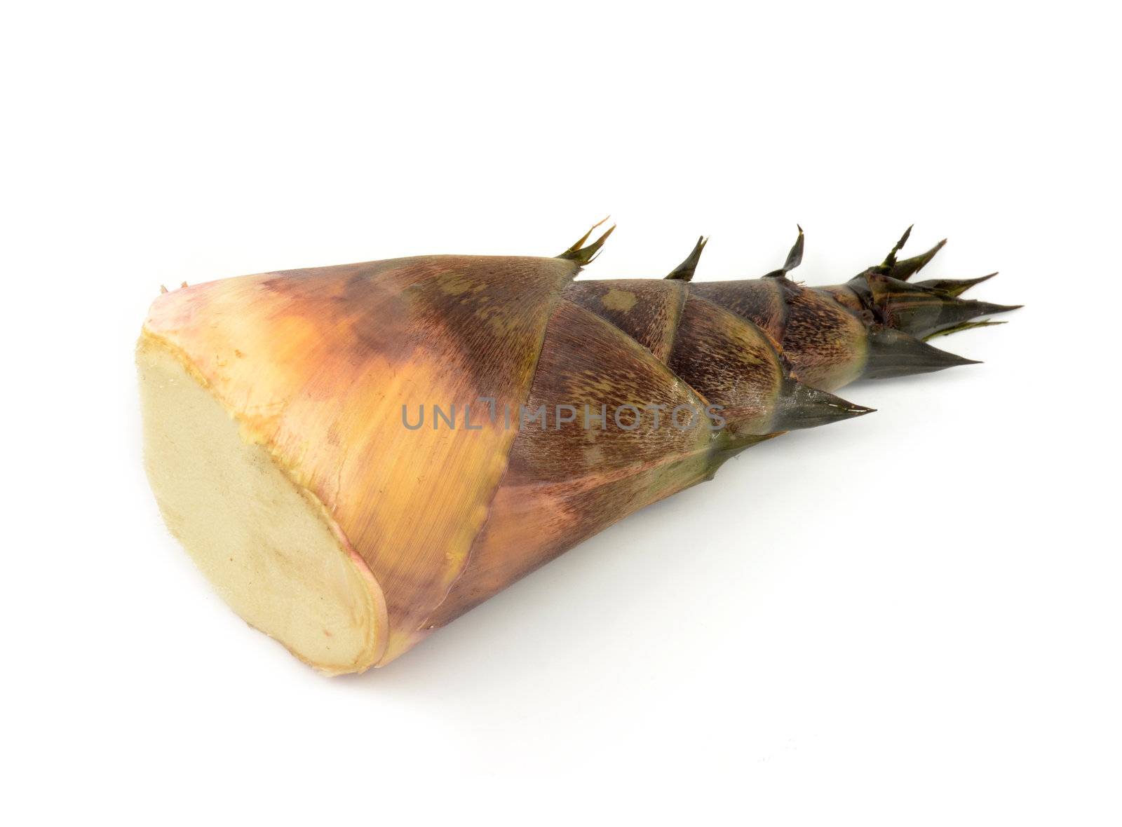 bamboo shoot isolated by anankkml