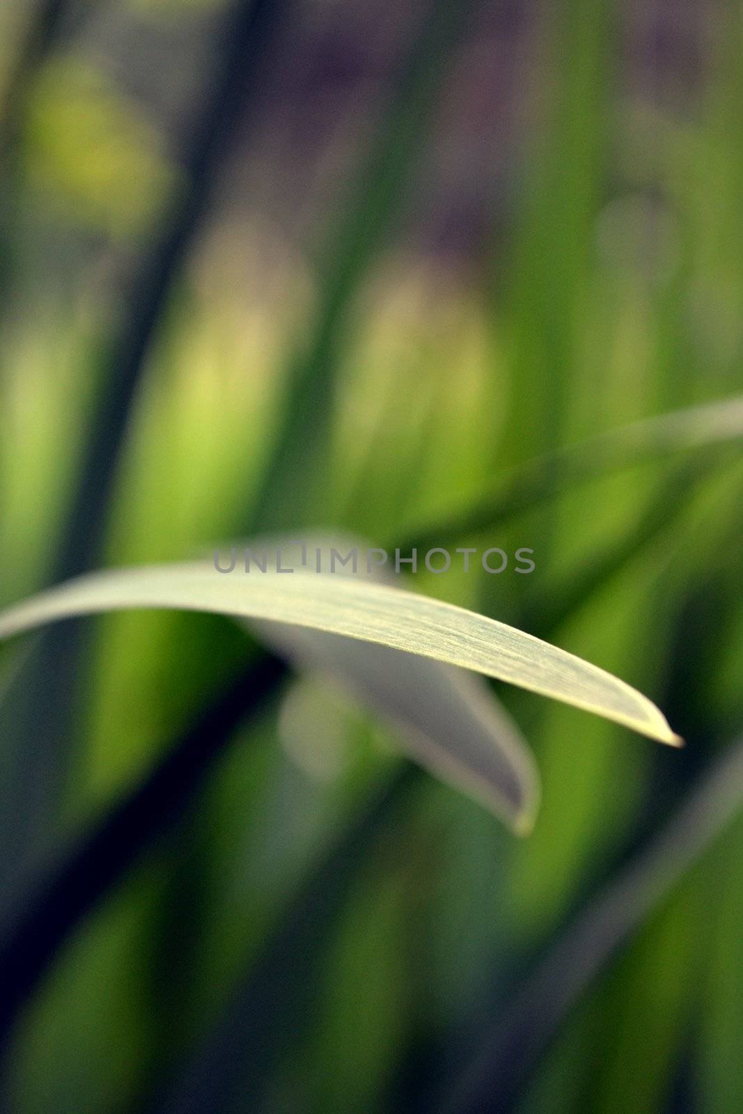 Green grass leaf over other blur green leafs
