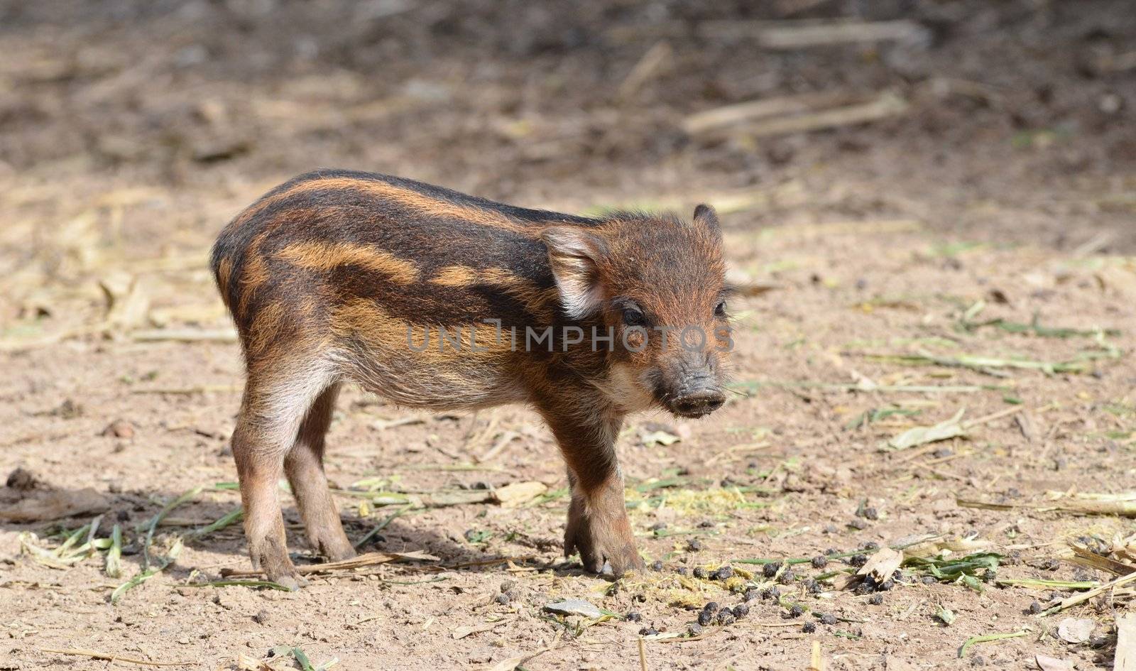 baby wildboar by anankkml