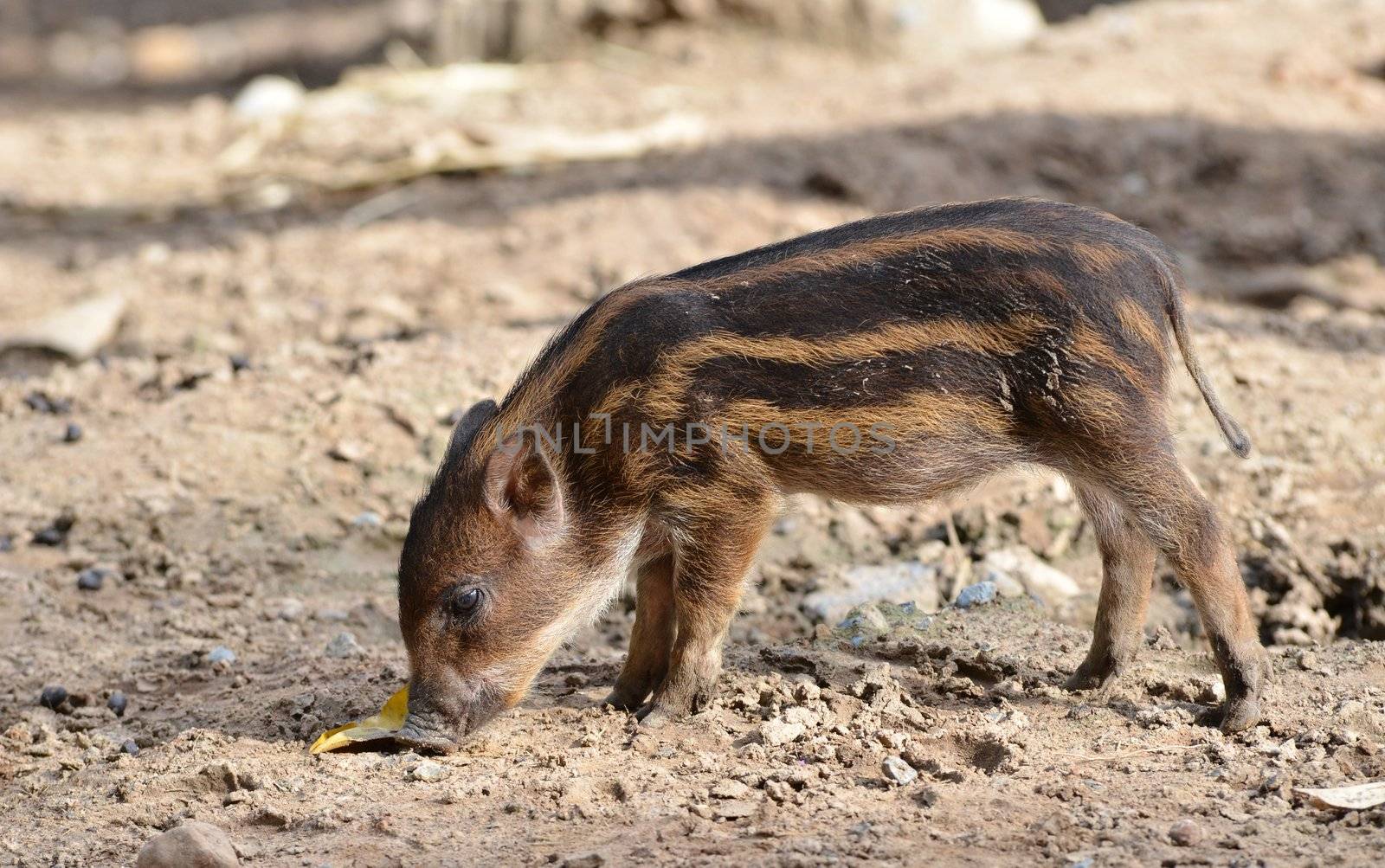 baby wildboar in chiang mai night safari