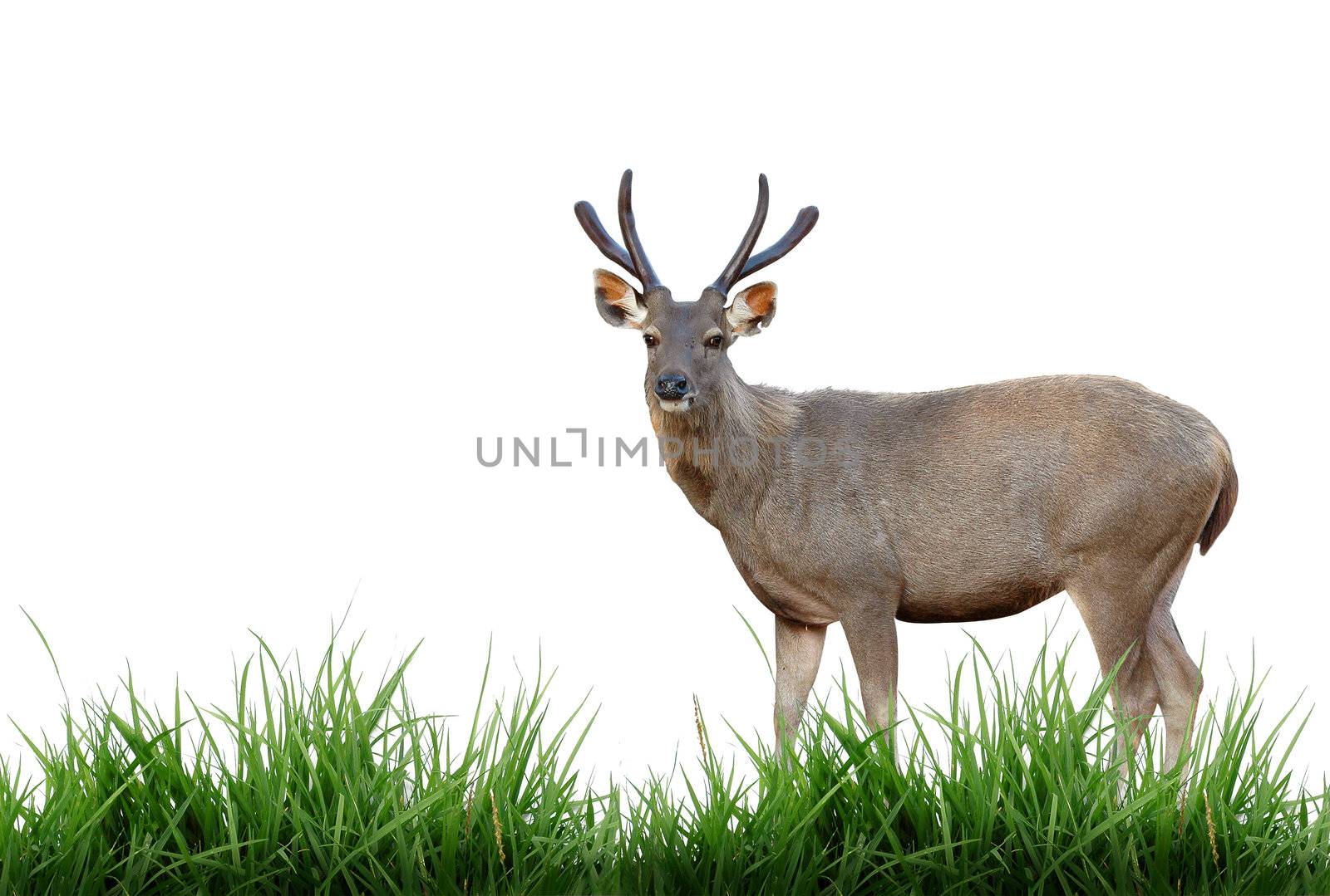 sambar deer isolated by anankkml