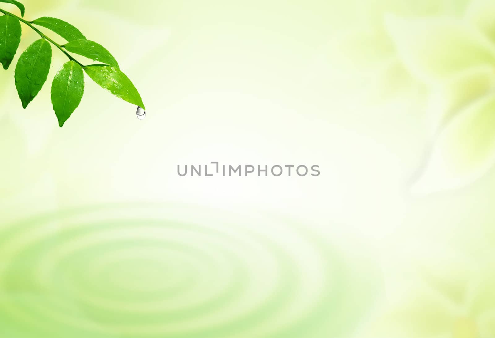 Leaves and water drop with nature background