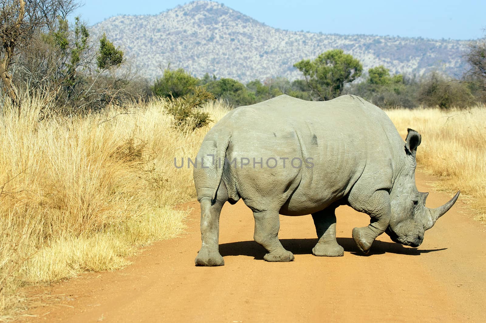 White rhino at the Pilansberg National Park South Africa