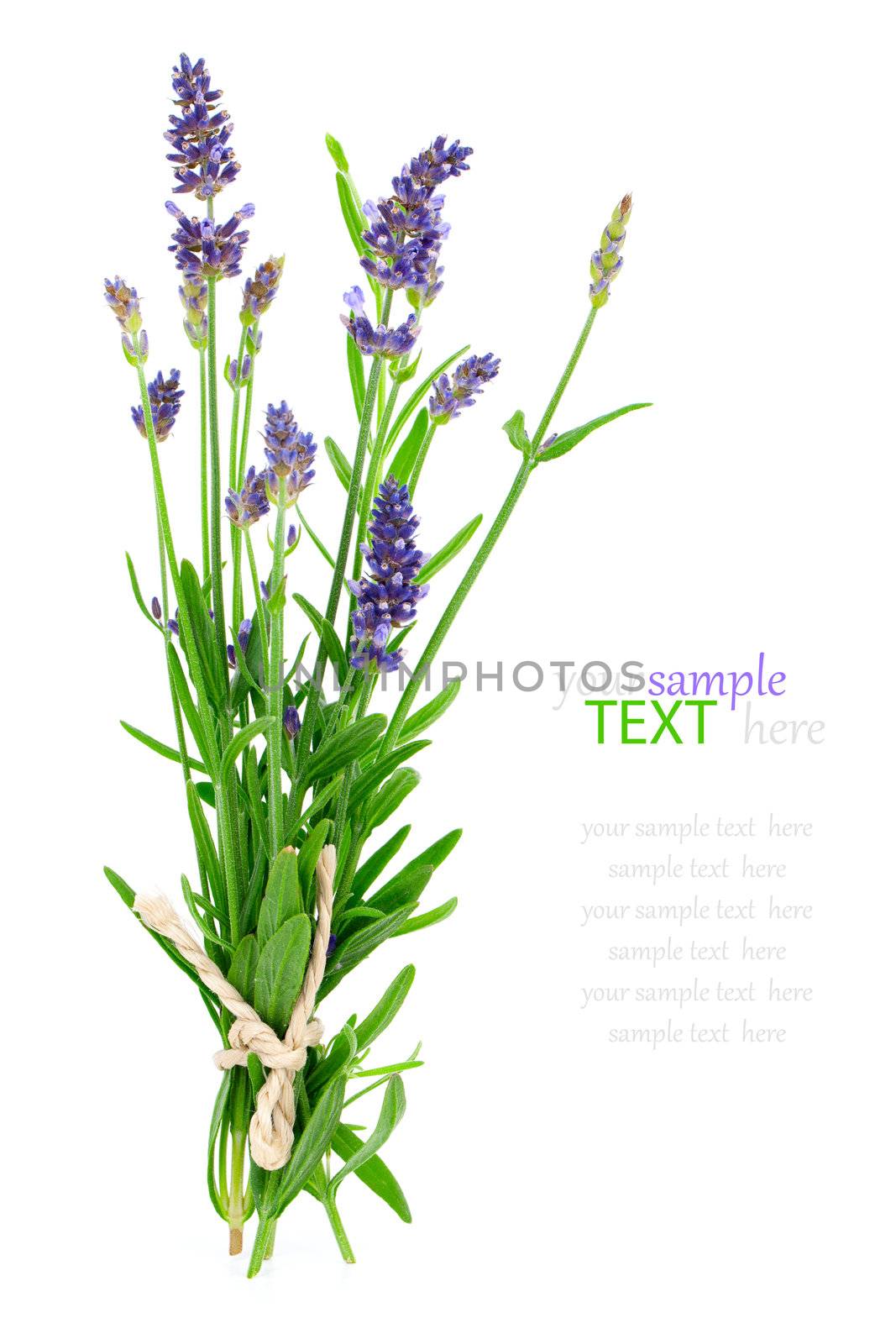 bunch of lavender on a white background by motorolka
