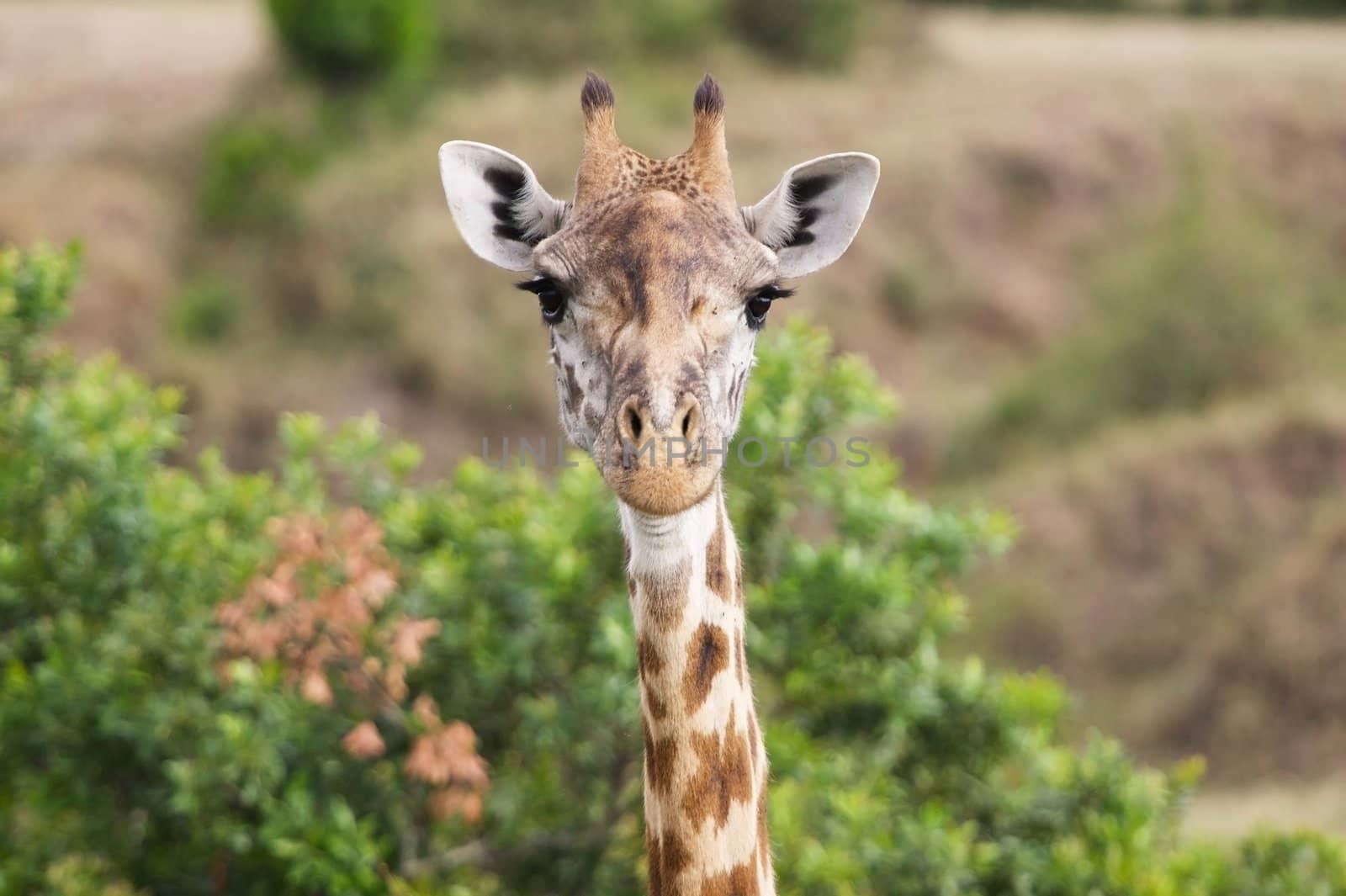 Giraffe Masai race (Giraffa camelopardalis) portrait