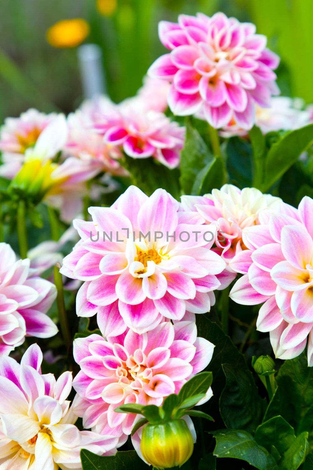 Pink dahlia in the garden by motorolka