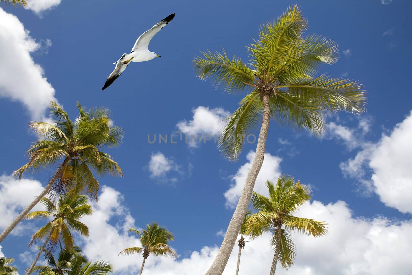 Palm trees with seagull and blue sky and clouds in the background