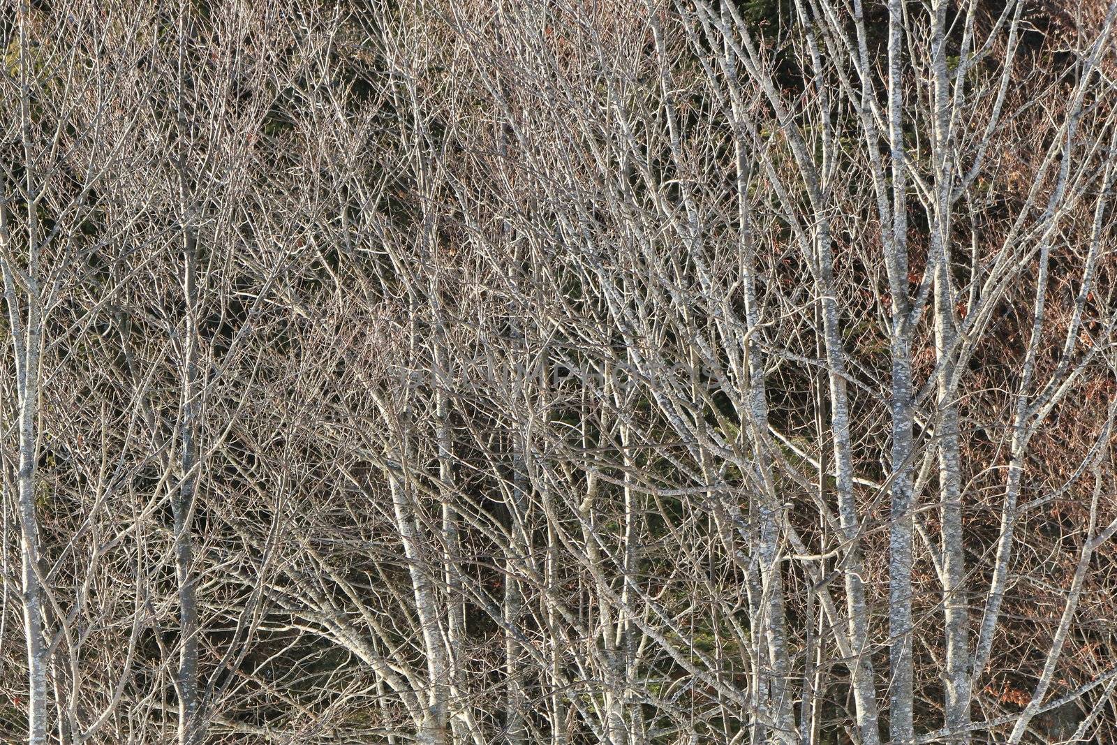 Bare branches in woods by winter as a background