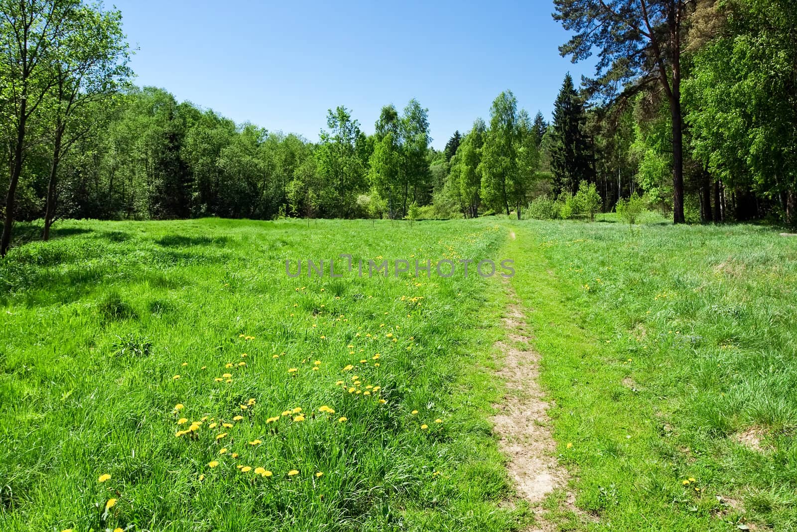 A road on beautiful meadow in summer