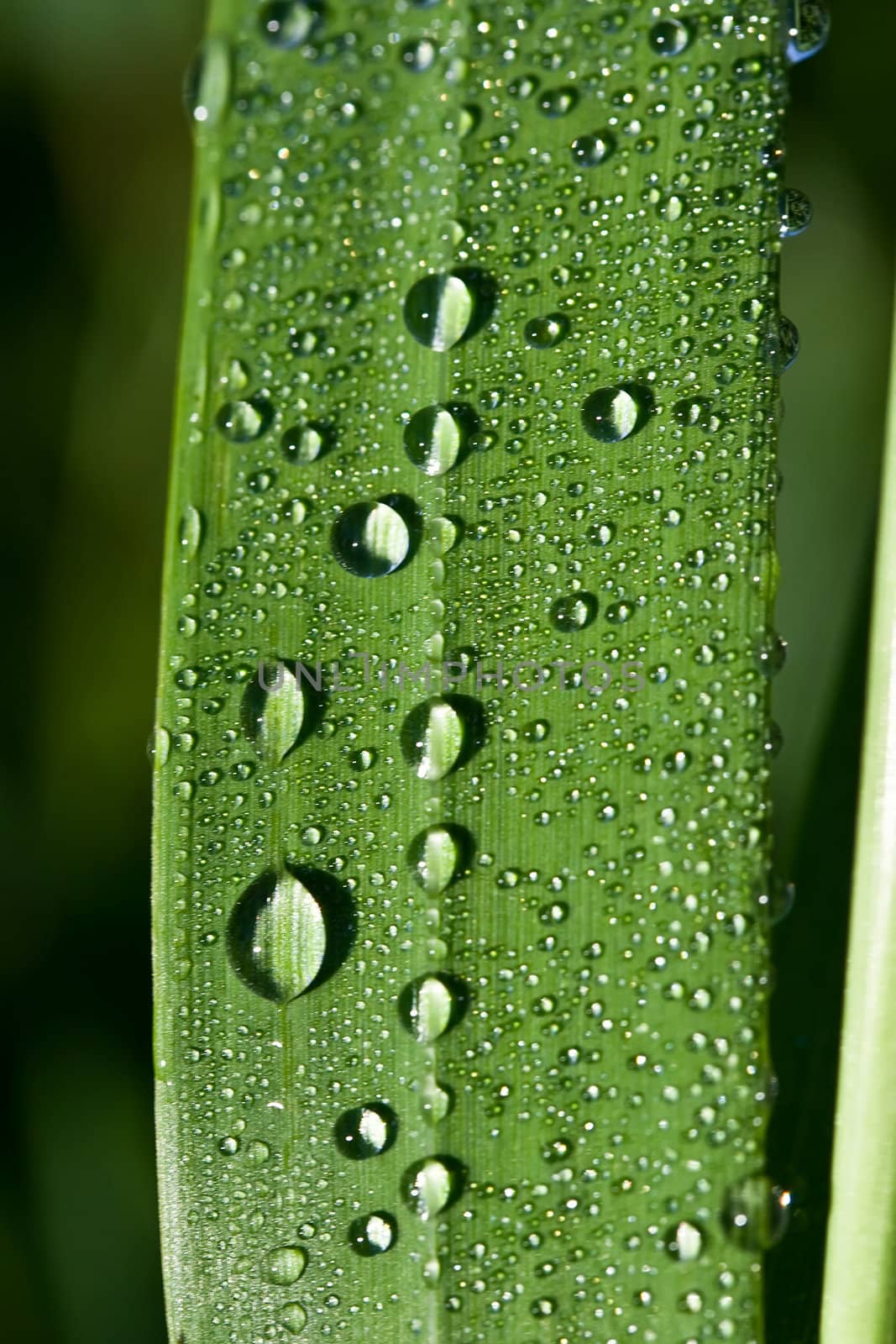 Close up view of the dew drops on grass