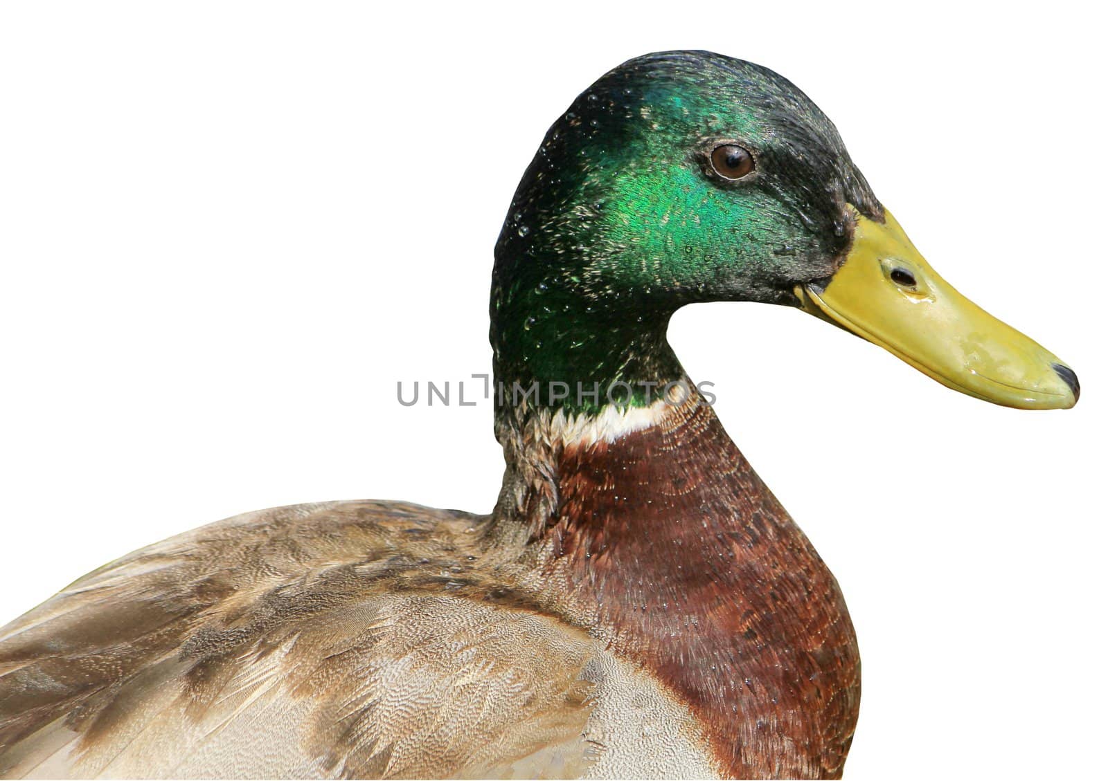 Portrait of one male mallard duck and white background