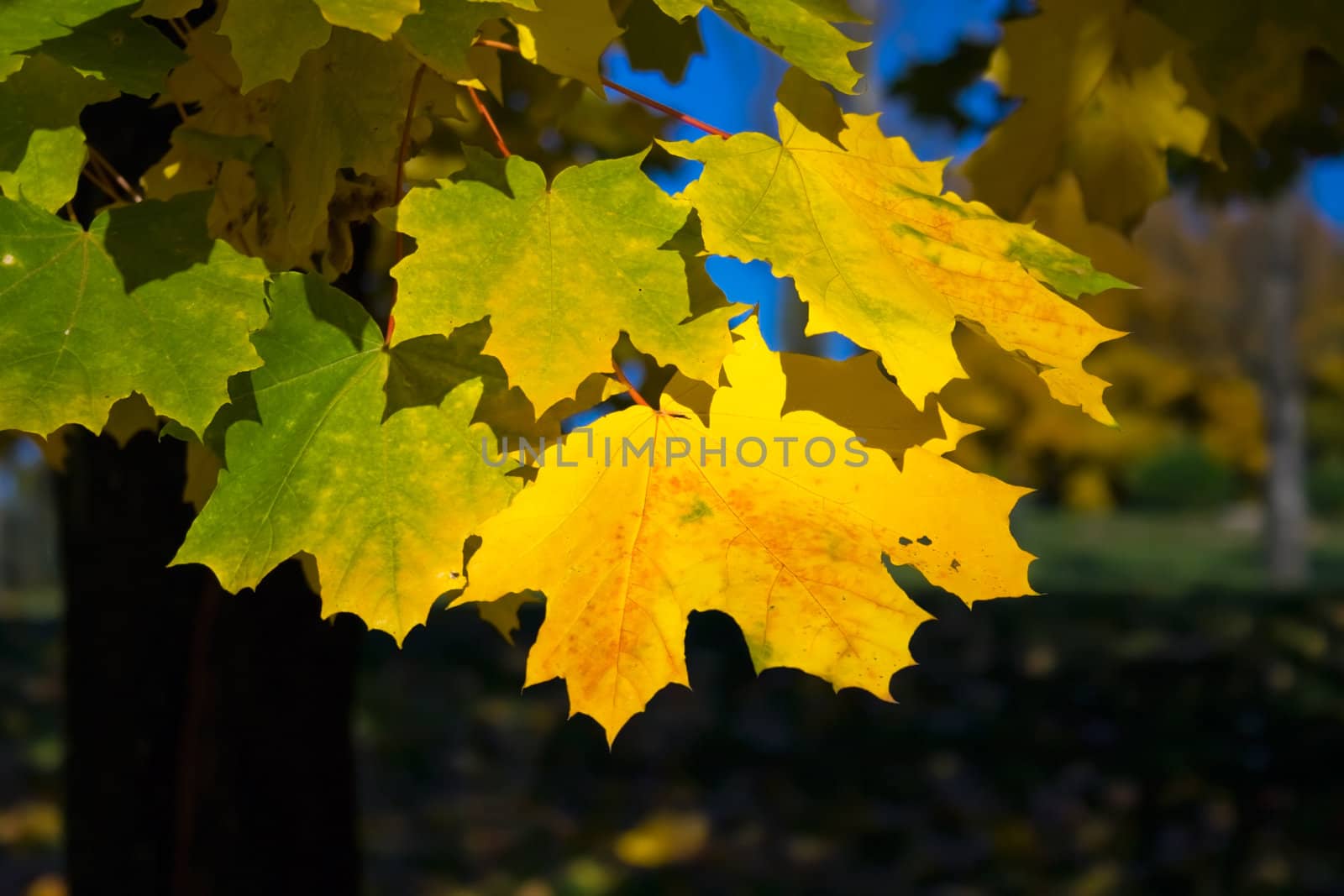 maple leaves in Kolomenskoye park, Moscow