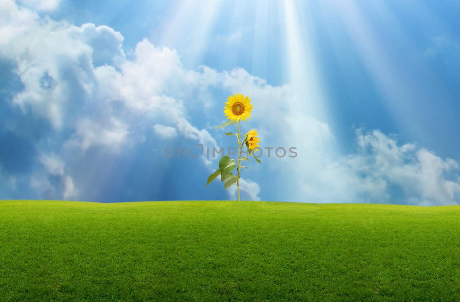 Grassland with sunflower and blue sky with sunlight background