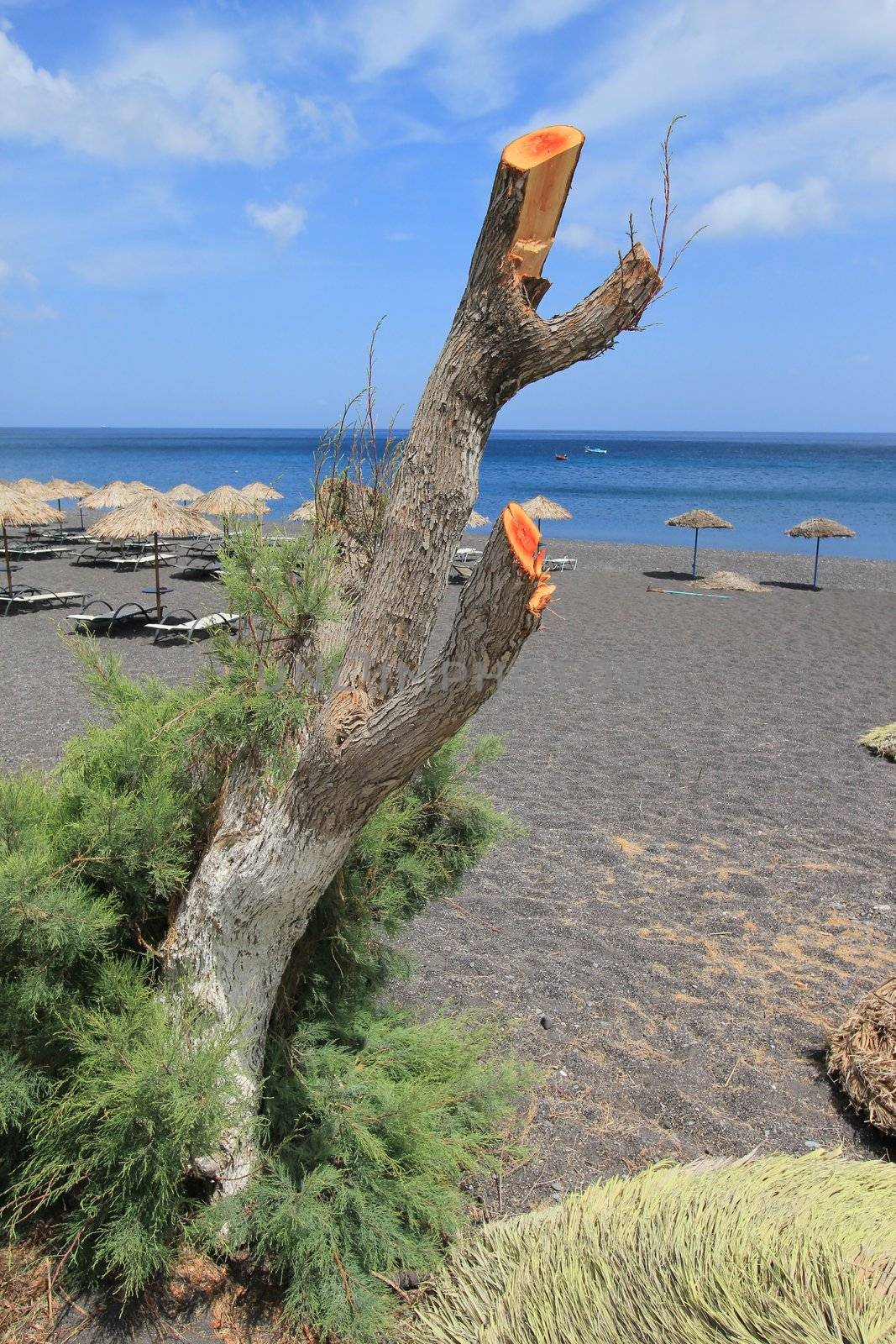 Dead trunk at black beach with umbrellas made of straw and colorful deckchairs at Kamari, Santorini, Greece, by beautiful weather.