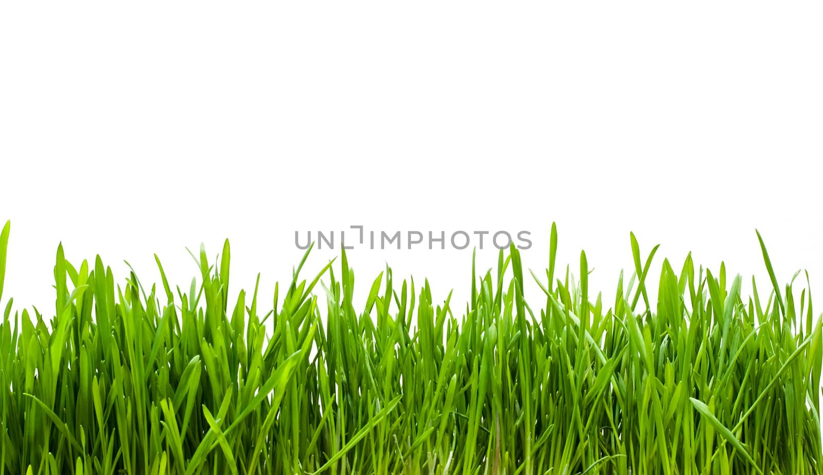 Fresh green grass on white background