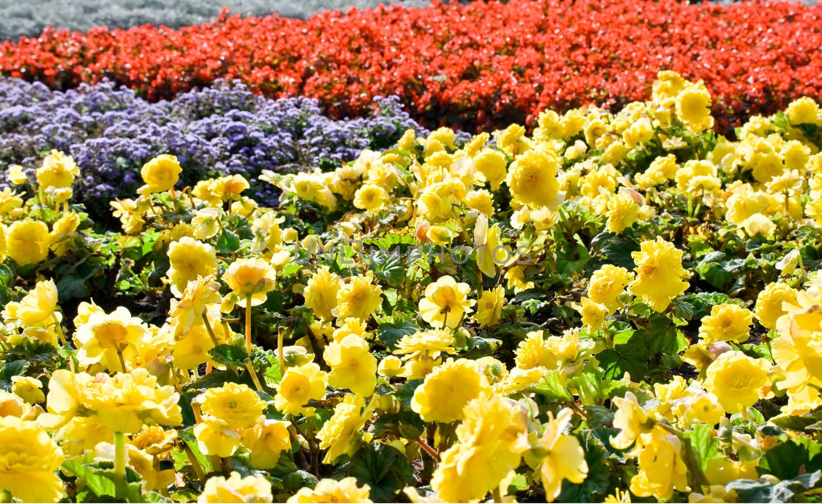Yellow and red flowers flowerbed in a park