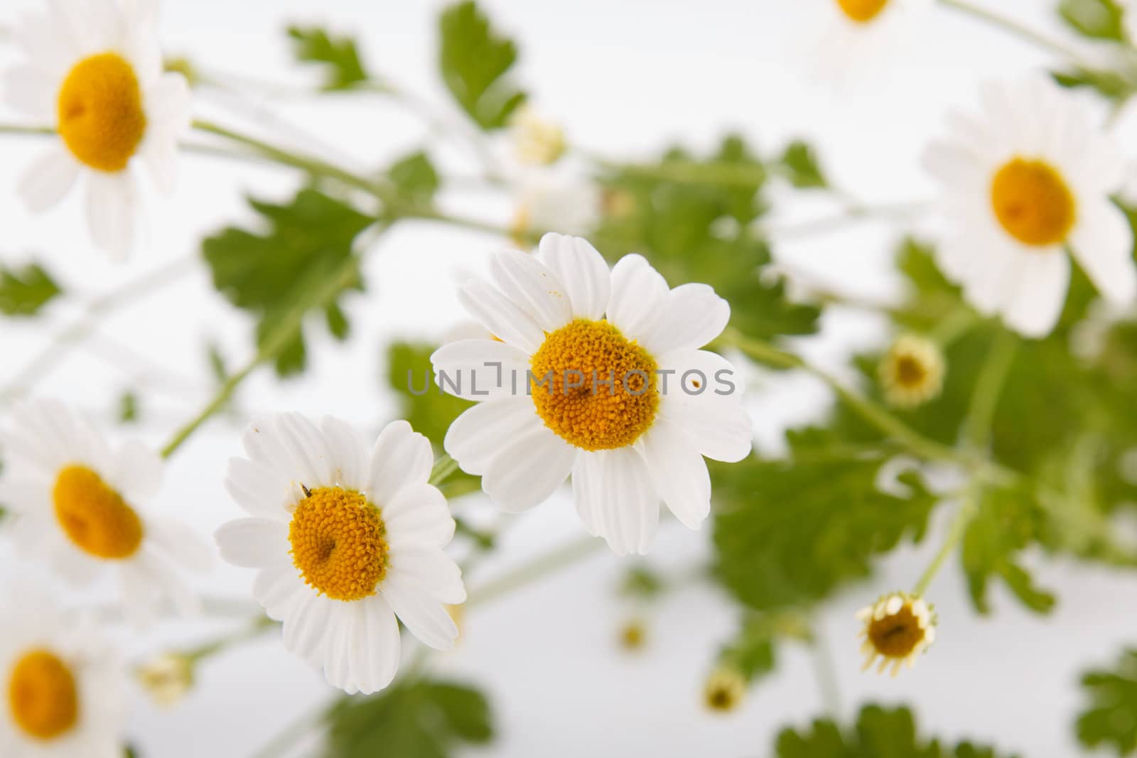 Close-up shot of wild chamomiles over white background