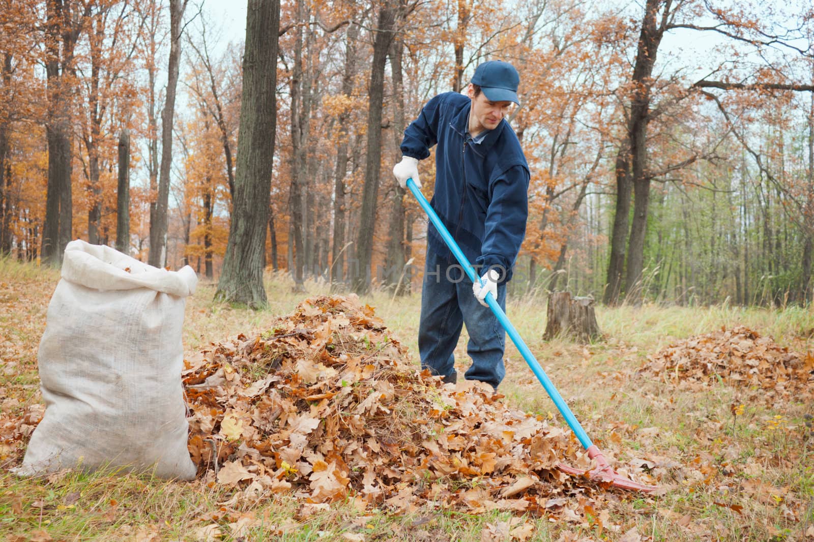 A man collects in the autumn  in a grove of leaves