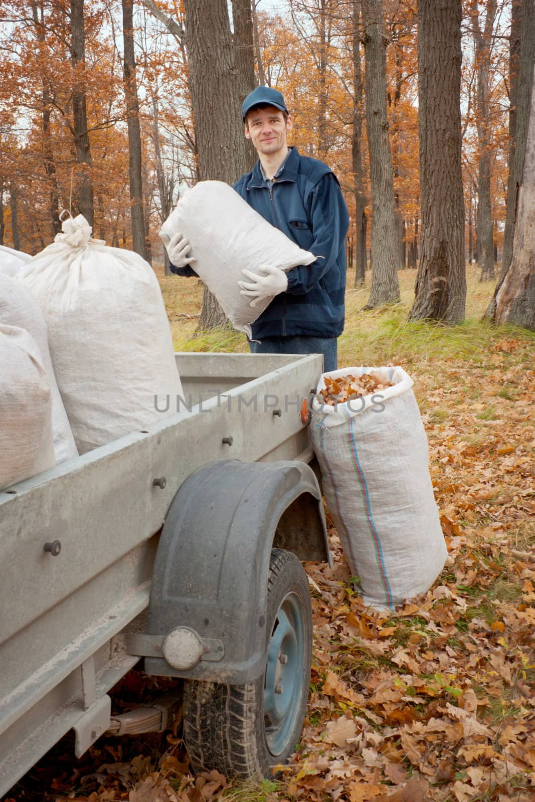A man collects in the autumn  in a grove of leaves