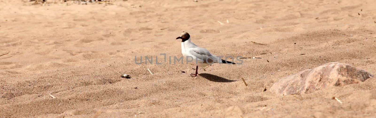 one bird is a seagull on a wild sandy beach