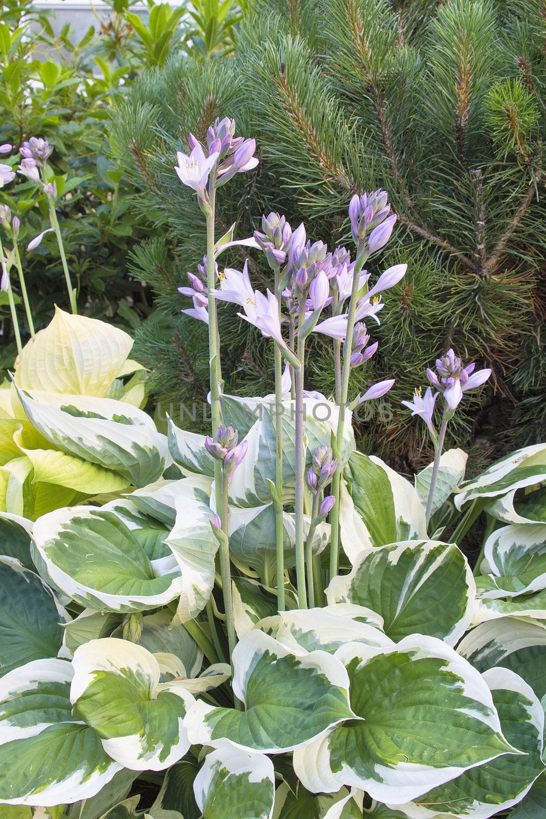 Hostas with Flower Blooming with Variegated Leaves in Springtime