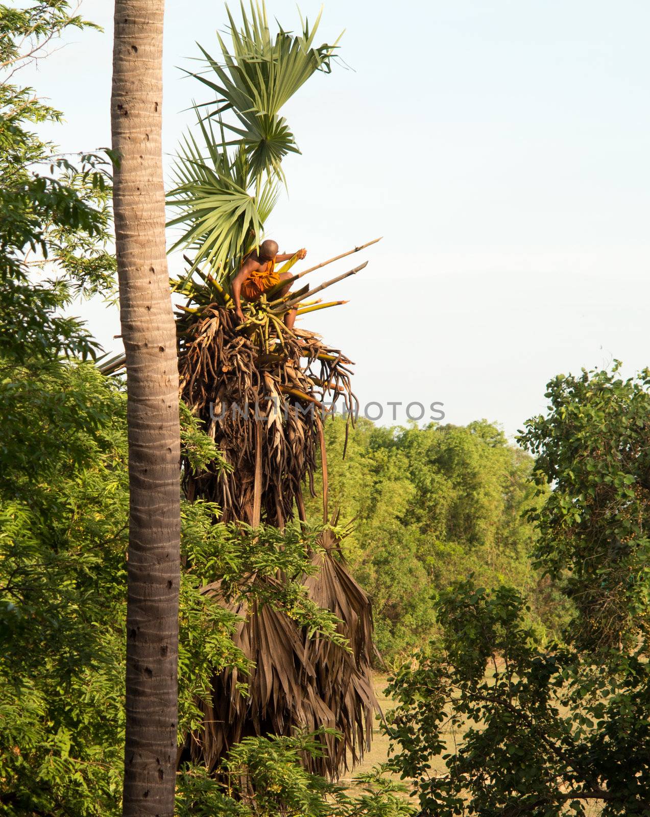 Orange clothed buddhist monk climbing palm tree to cut branches