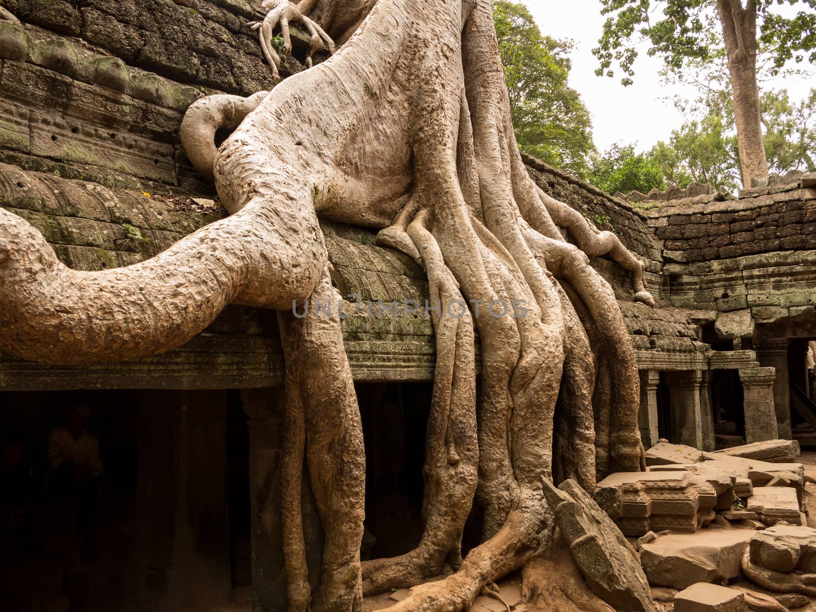 Ta Prohm temple  with spung tree roots growing in ruins of Angkor Thom