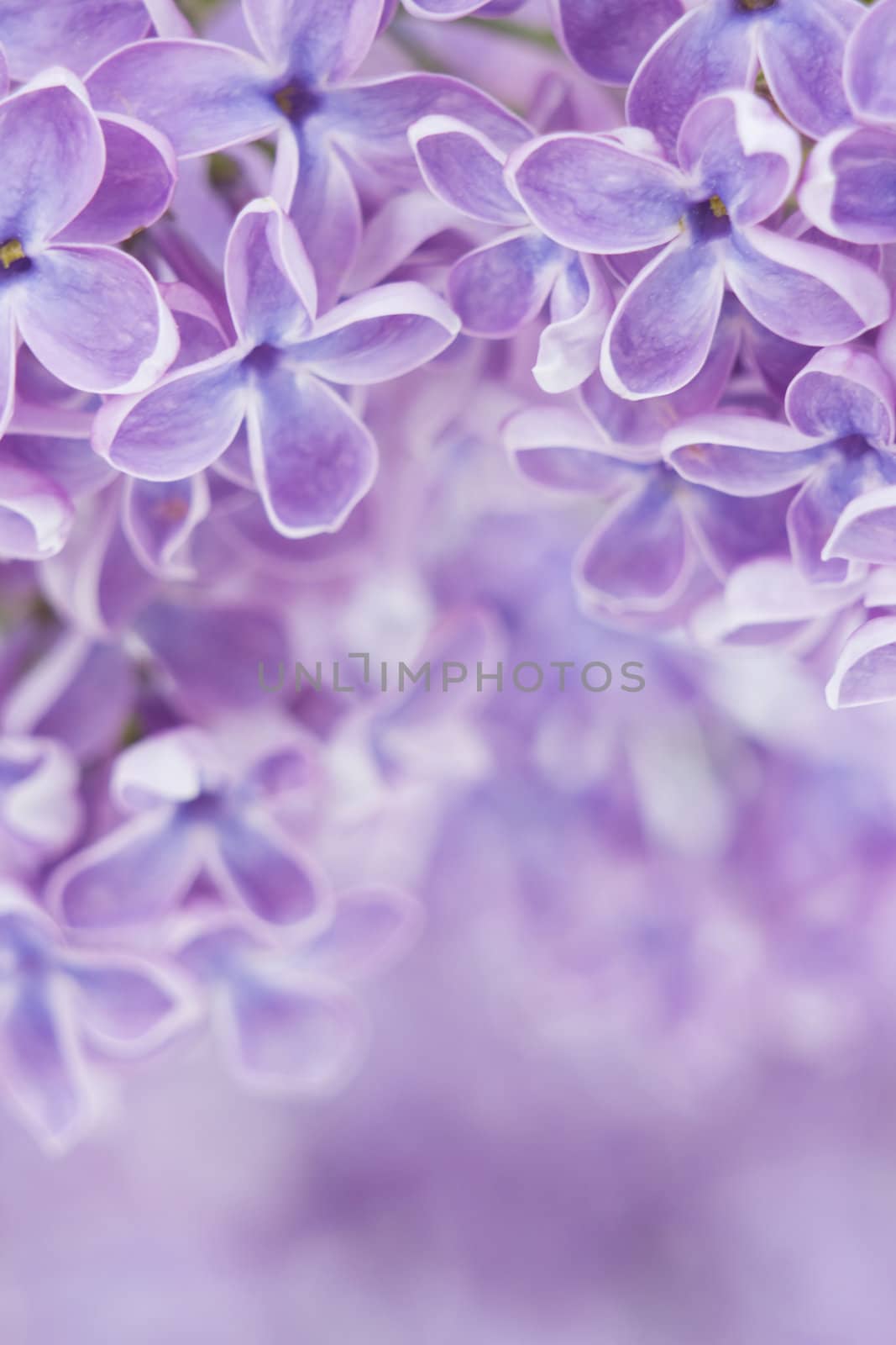 Blooming lilac flowers. Abstract background. Macro photo.