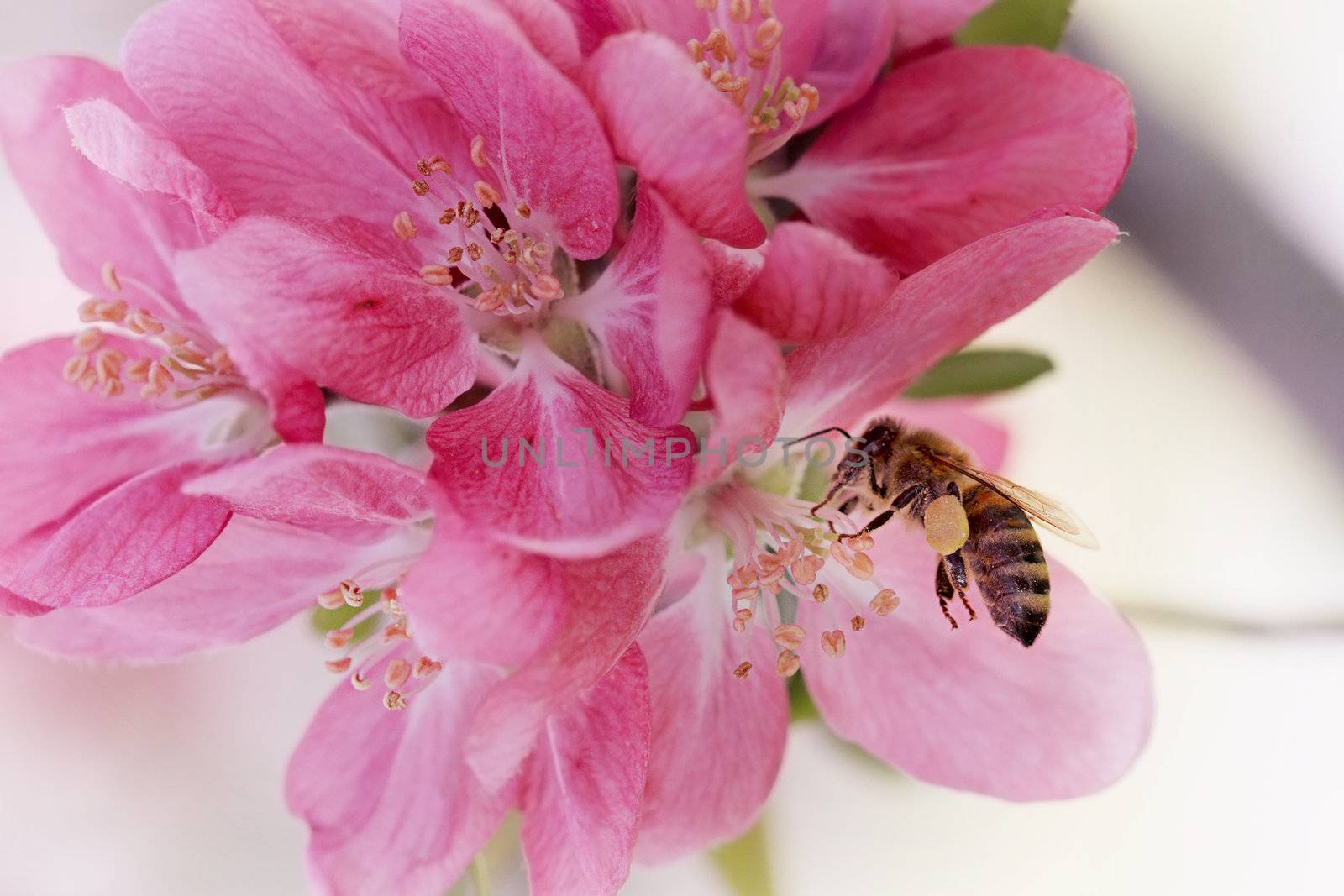 Honey bee covered with pollen.