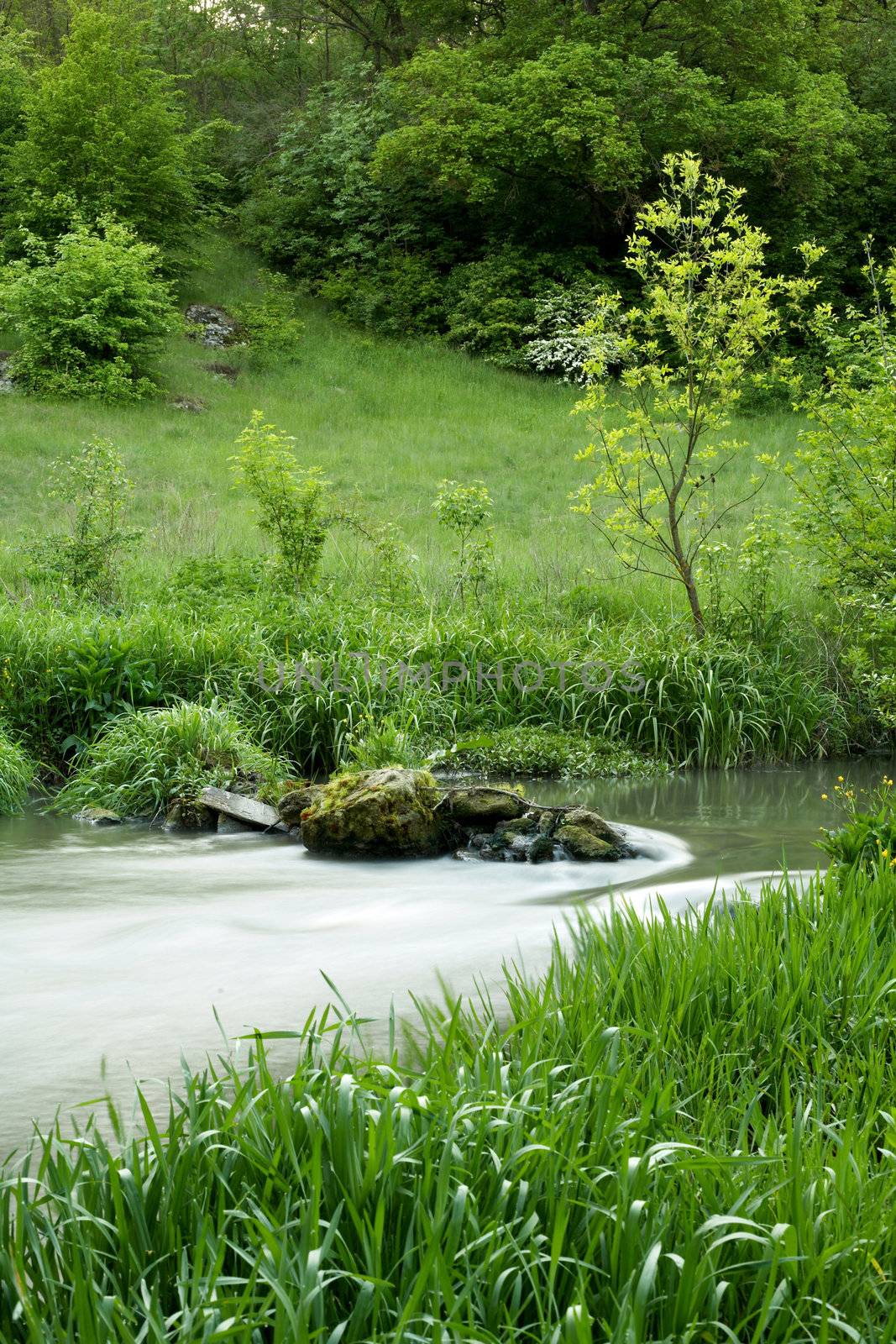An image of a river with green grass in spring forest