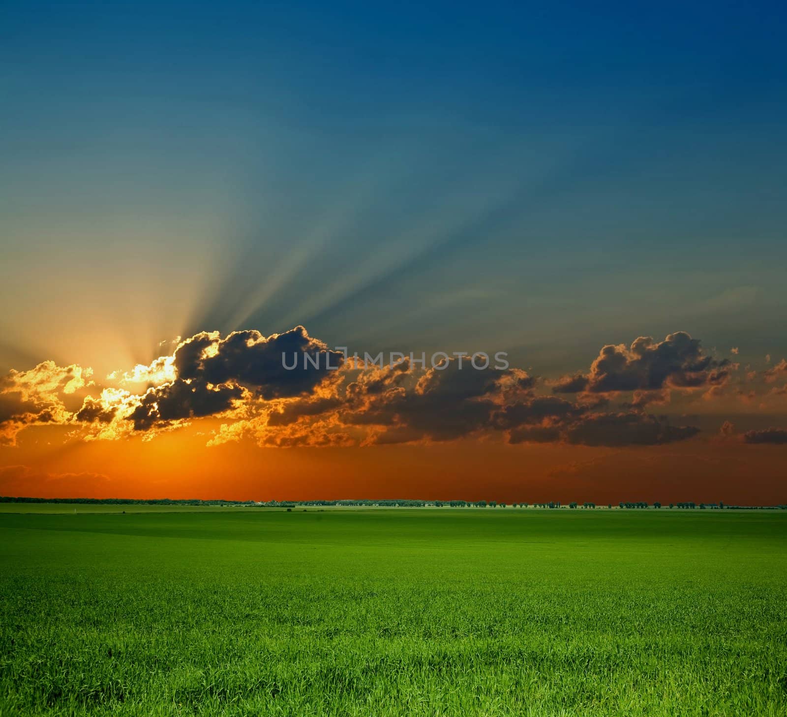Sunrise on field. An image of green field.