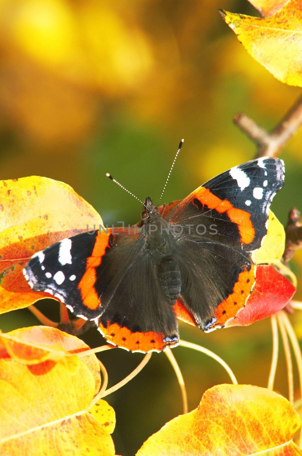 A fragile butterfly sitting amongst leaves