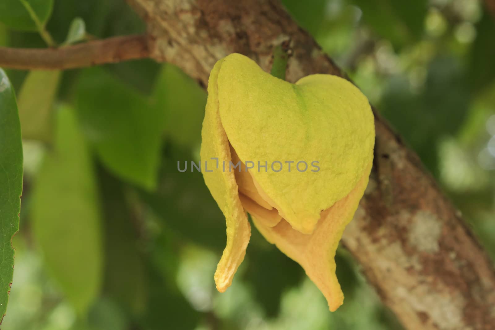 Flower of soursop or prickly custard apple or durian belanda or guanabanas (Annona muricata L.)