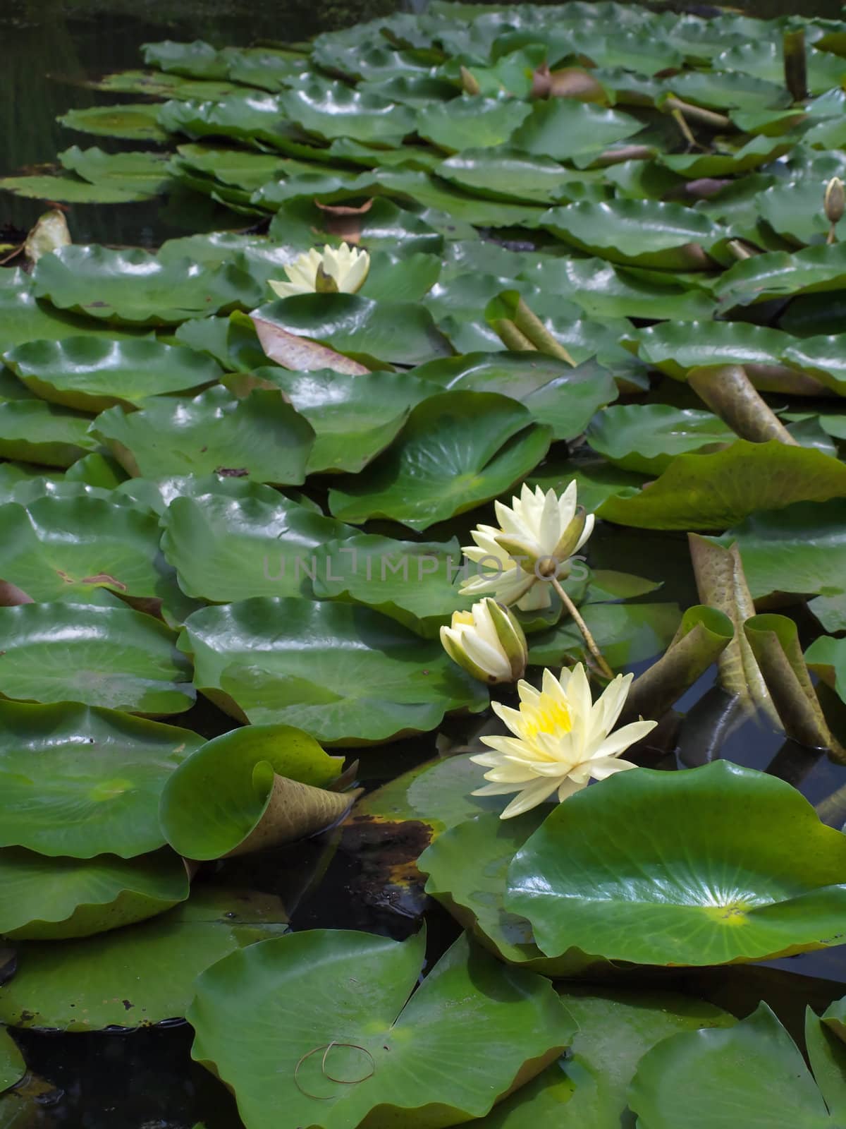 Lotus flower blossom with a lot of foliage