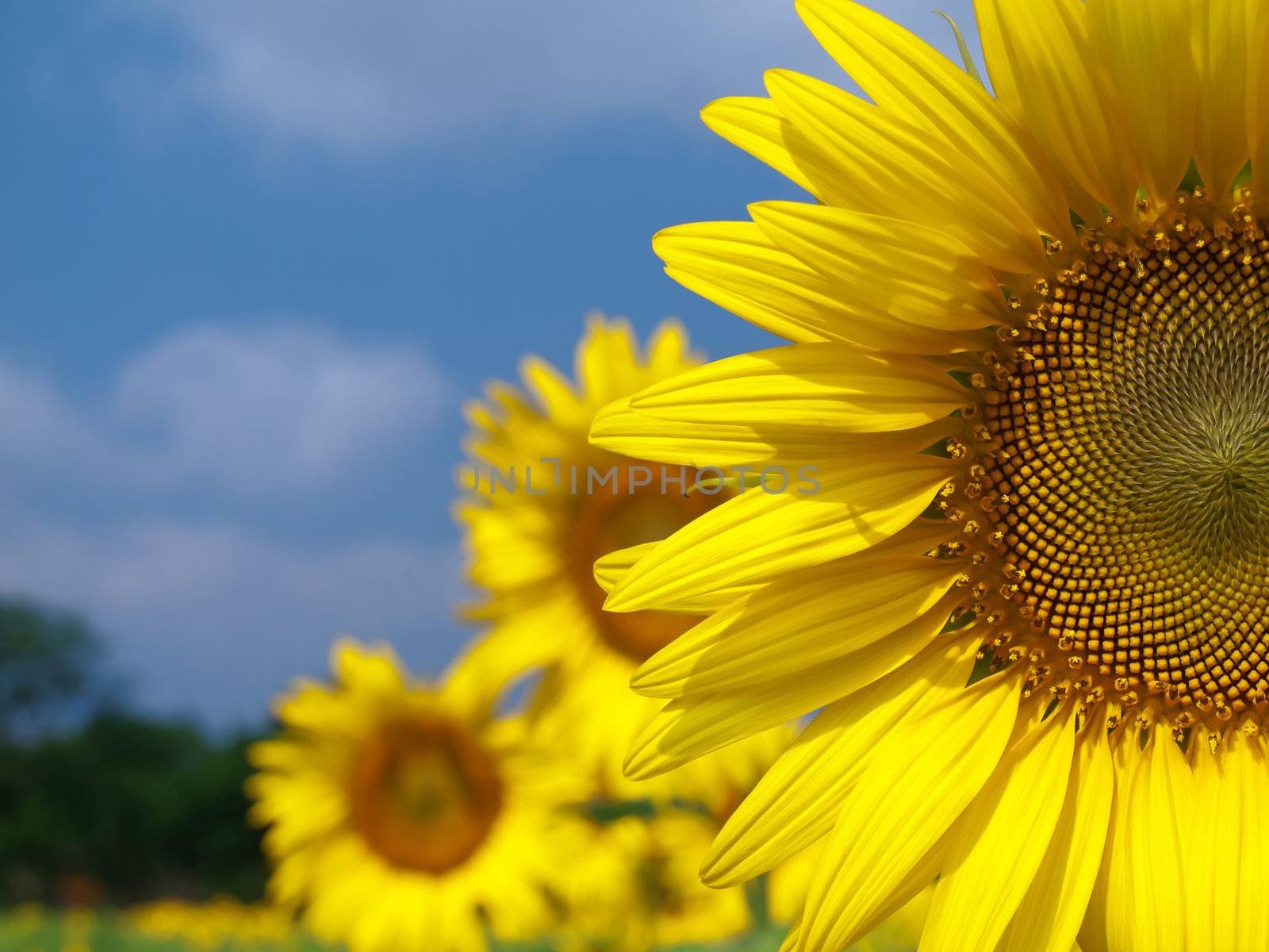 Sunflower field by Exsodus