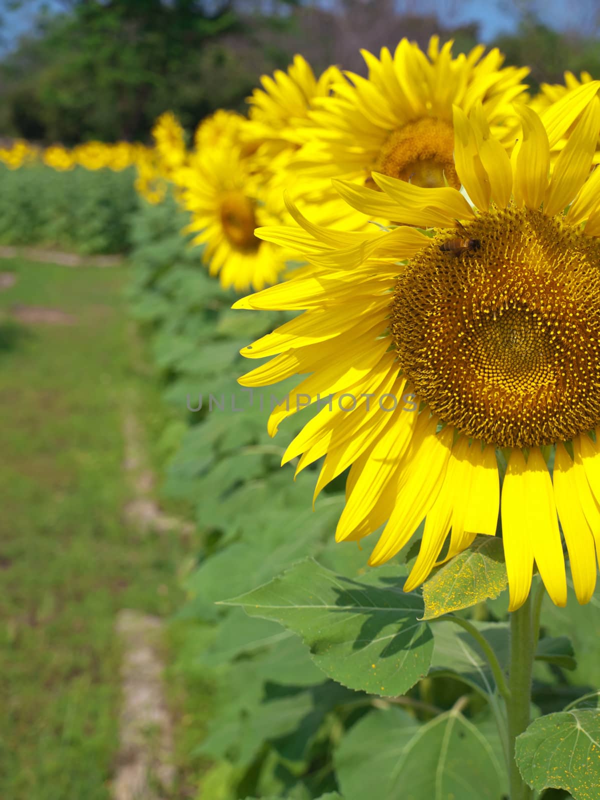 Beautiful sunflower field in countryside of thailand
