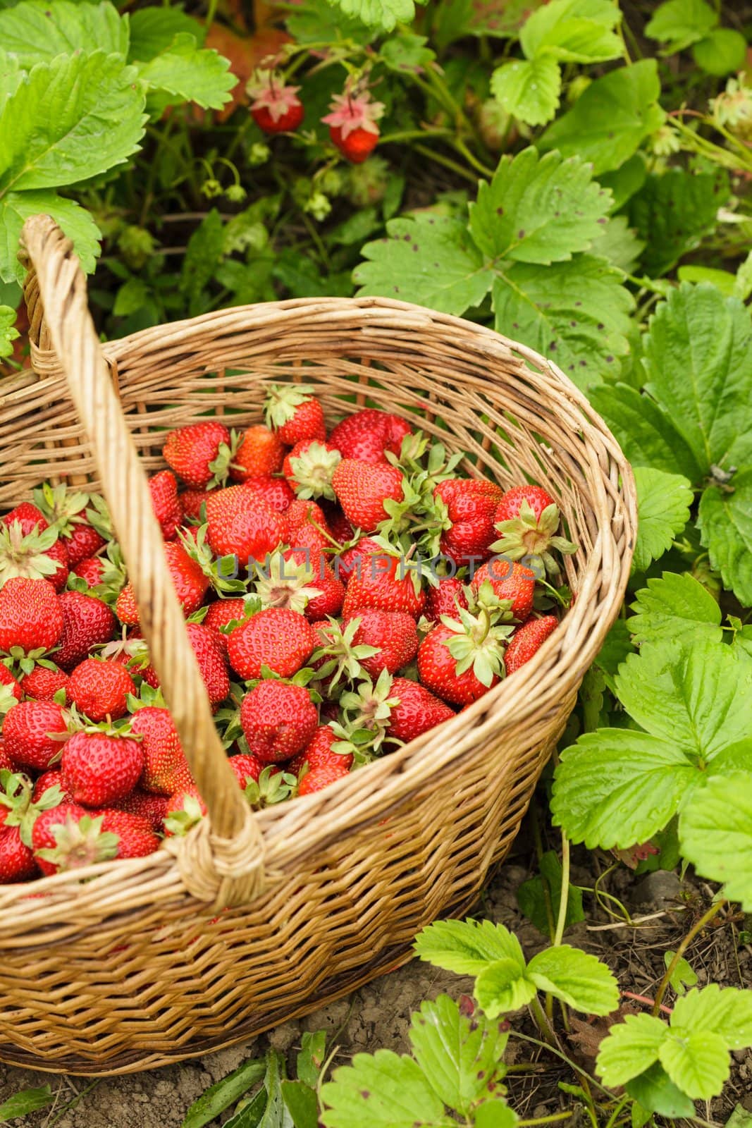 Strawberries in a basket in the garden outdoors