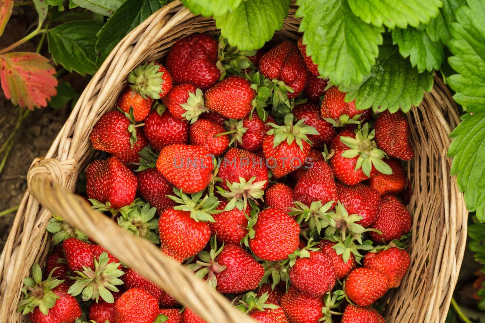 Strawberries in a basket in the garden outdoors