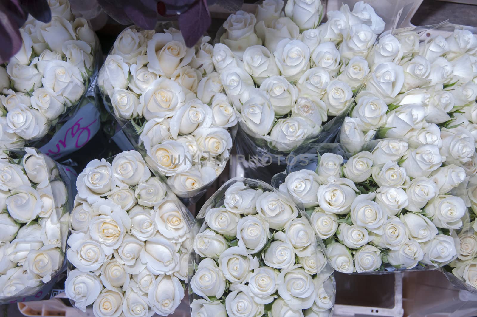 white roses by compuinfoto