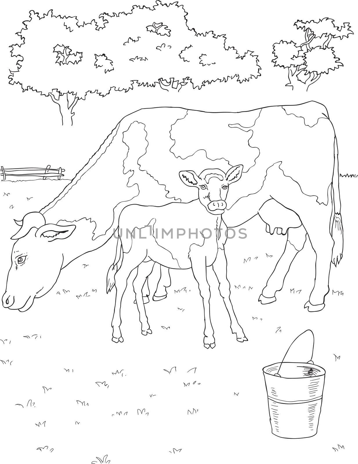 coloring cow and calf