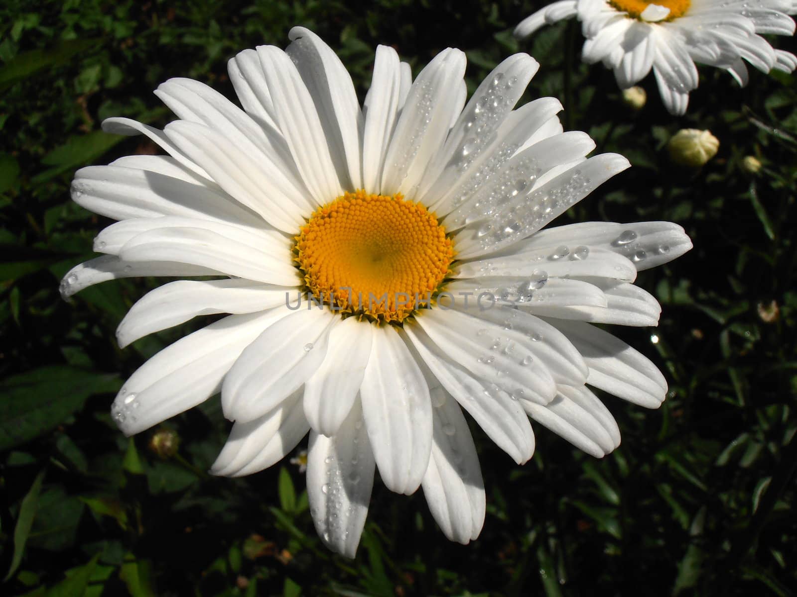 Wet Daisy. by GNNick