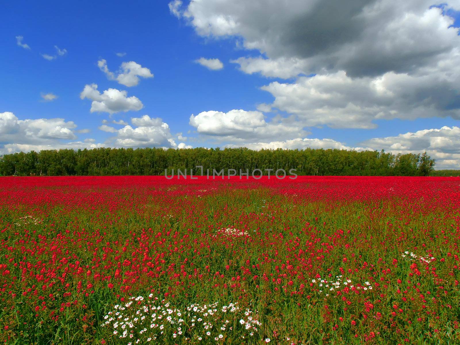 Moscow Region landscape. Russia. Summer 2012. Red meadow. Abstract colors.